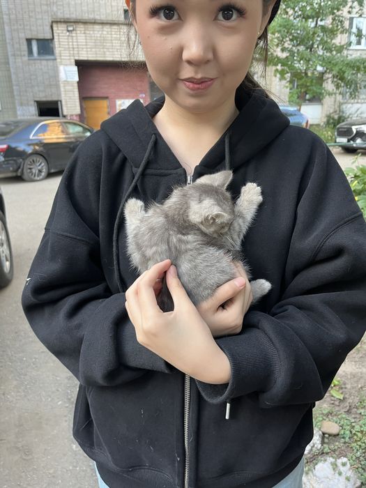 Котенок , мальчик отдам в добрые руки