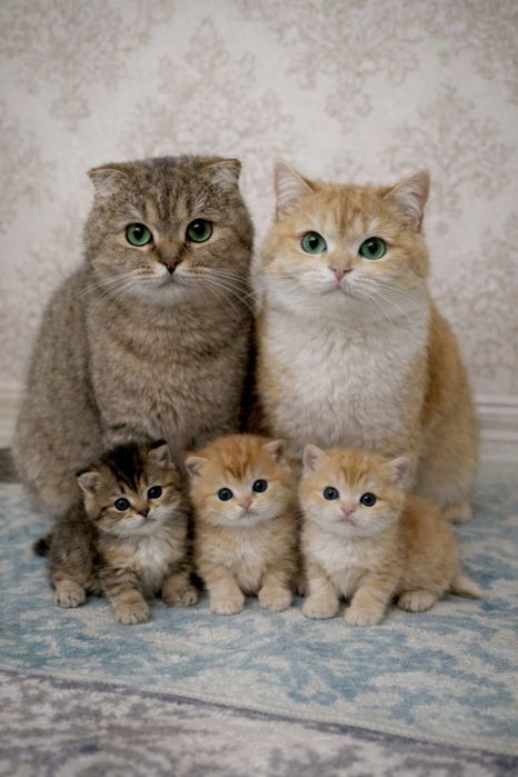 Otasi vyazkaga 3 ta bolasi sotiladi