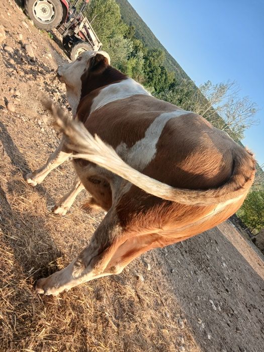 Taur baltata romaneasca
