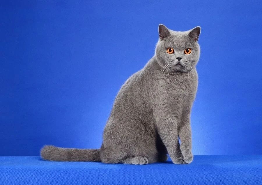 Mushuk sotiladi arzon