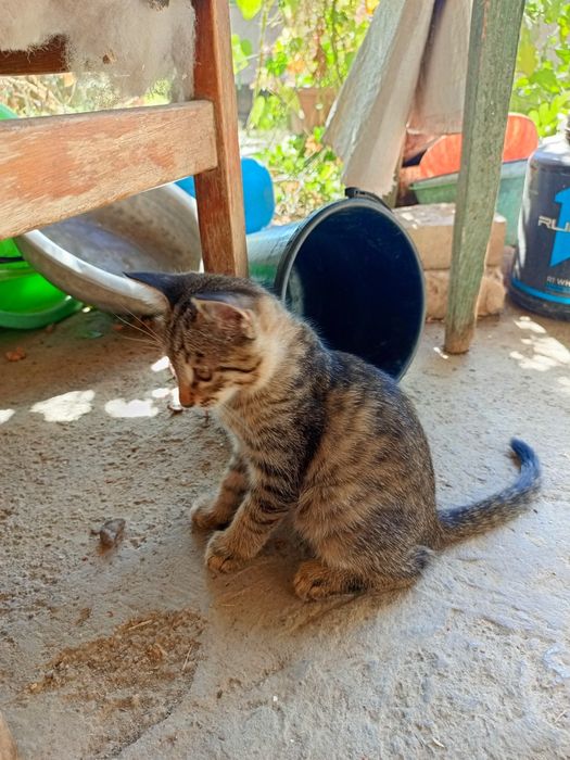Котята, отдам бесплатно