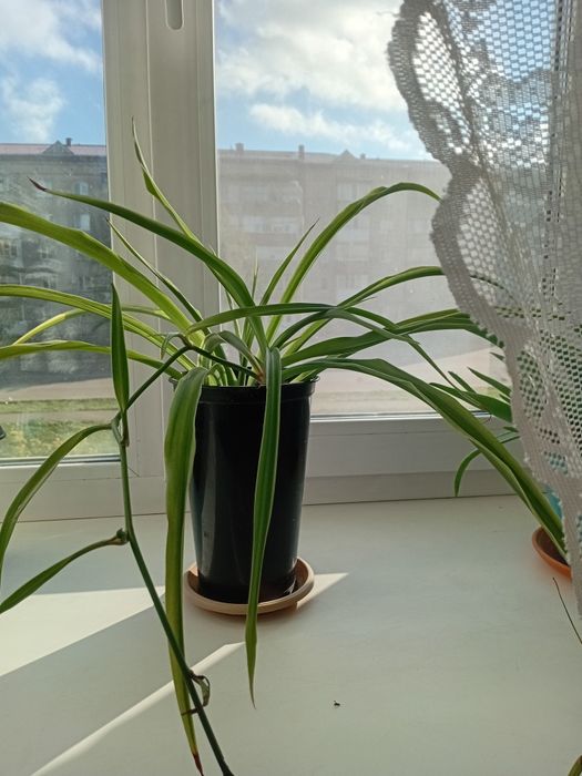 Комнатные цветы .