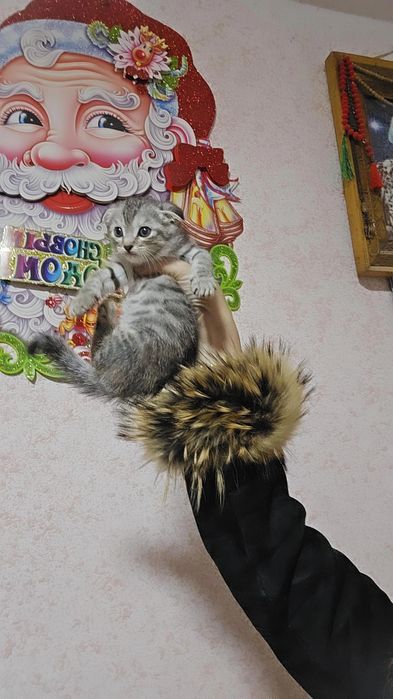 Шотландский фолд девичка и мальчик