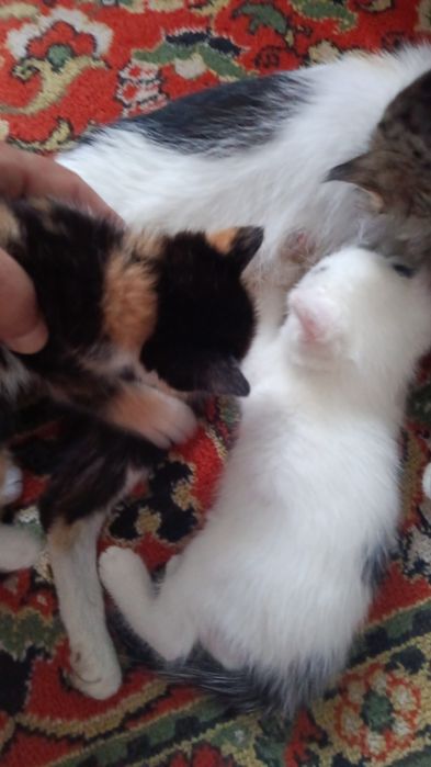 Милые котята. Отдам бесплатно