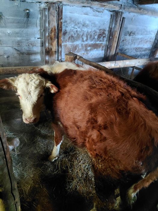 Продам двух бычков годовалые