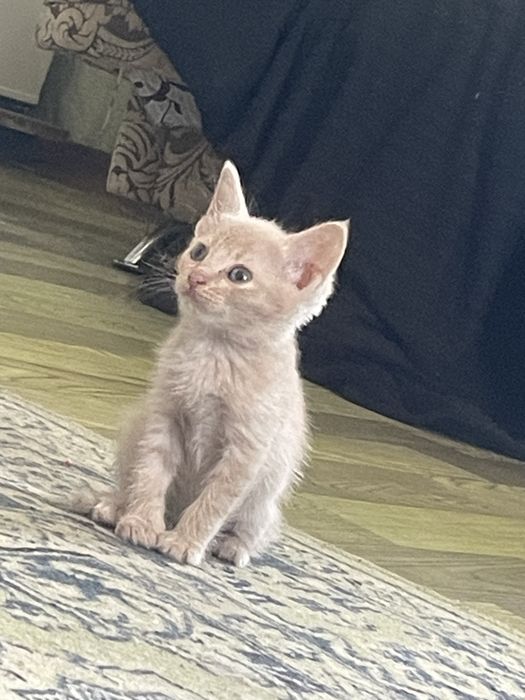 Отдам котят бесплатно