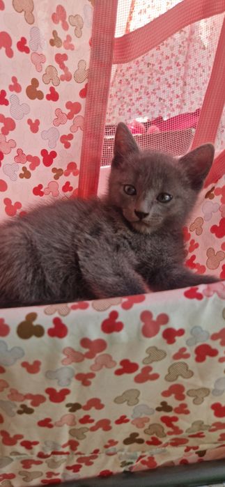 Котята  котята  котята