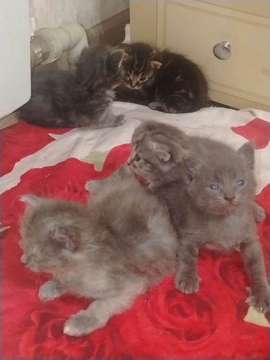 Отдам котёнка в добрые руки.