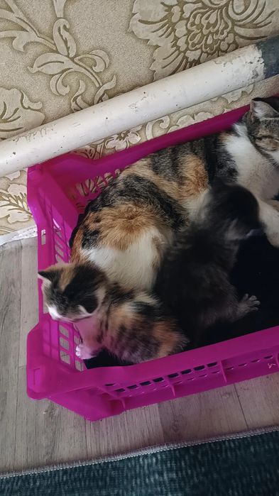 Отдам котят в добрые руки