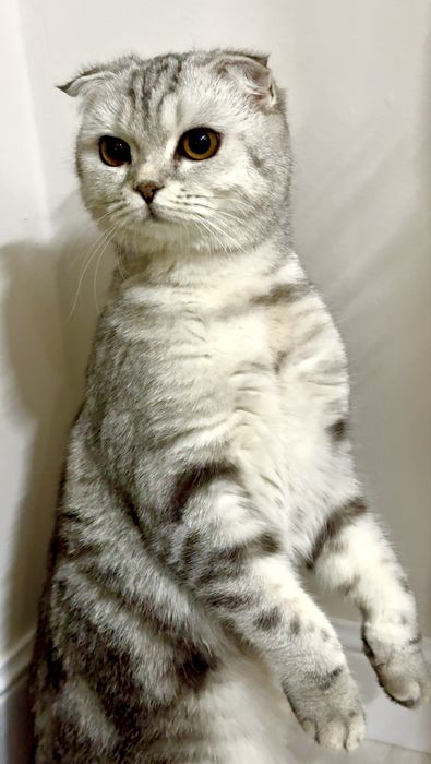 Вислоухая кошка на хорошие руки