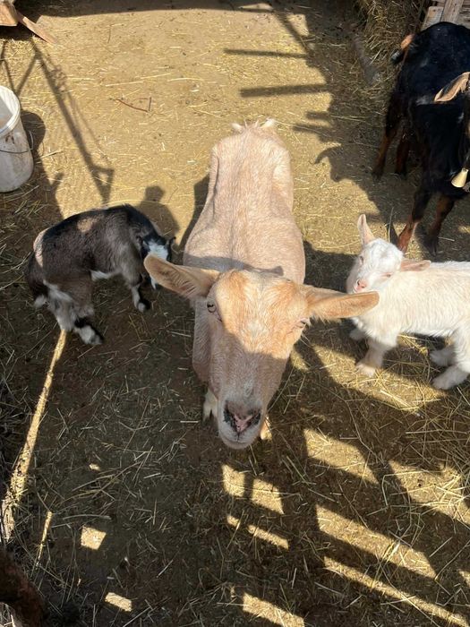 Vând capre tinere cu iezi