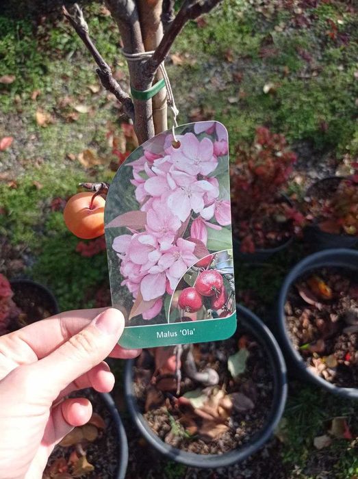 Ранетки импортные