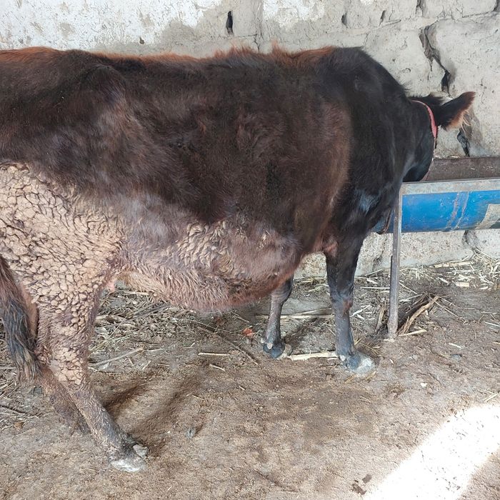 Бугоз 8 ойлик  сигир сотилади