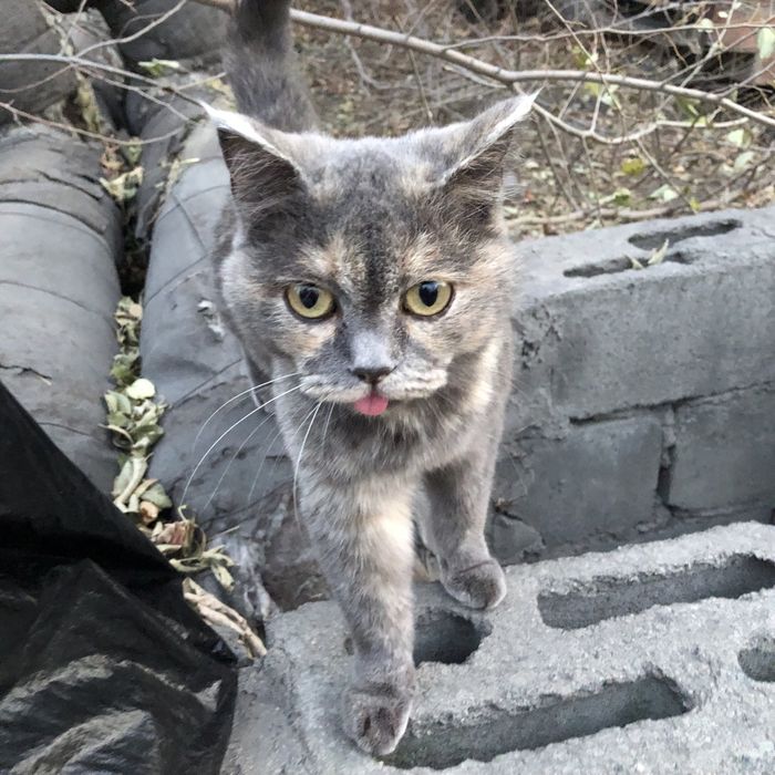 Животные. Кошки.