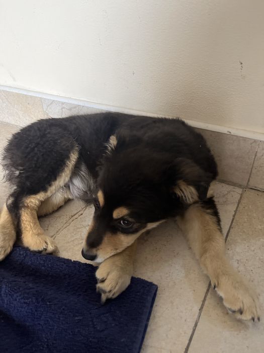 Собака дворняжка