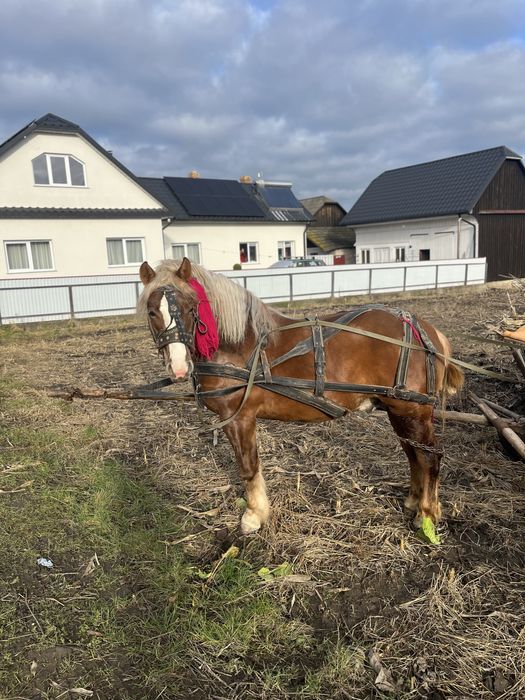 Manz de 2 ani invatat la faiton