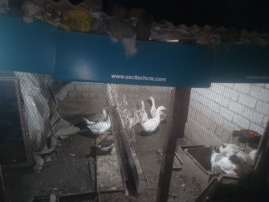 Продаётся  гуси куры