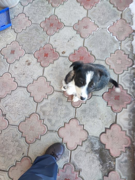 Отдам бесплатно в добрые руки щеночка. Ласковая, игривая, красавица.