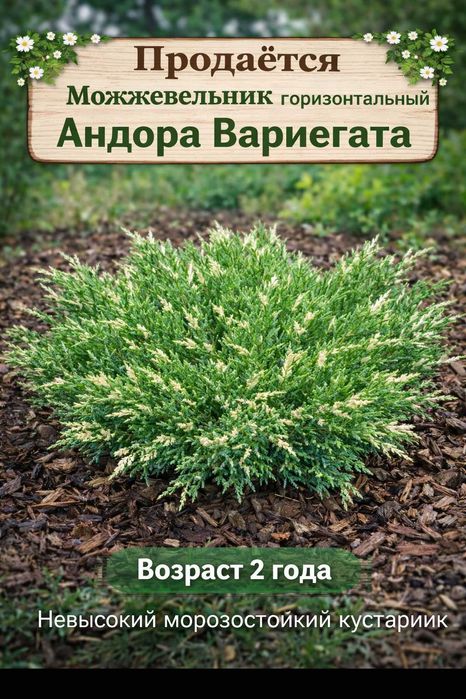ПРОДАМ  можжевельник