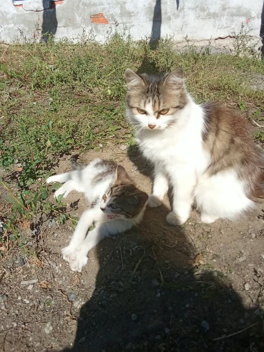 Котенок мальчик бесплатно