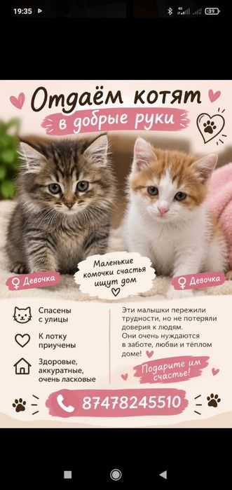 Ищем любящую семью для котят