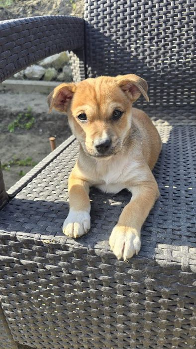 Подарявам кученца