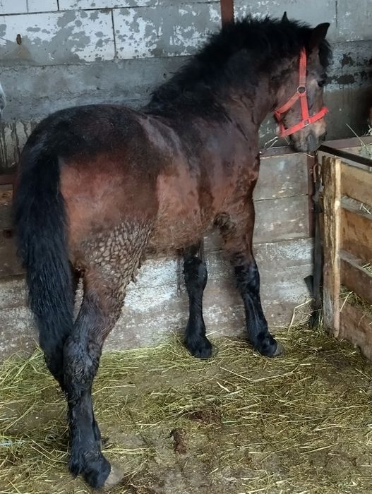 Manz metis de semigreu