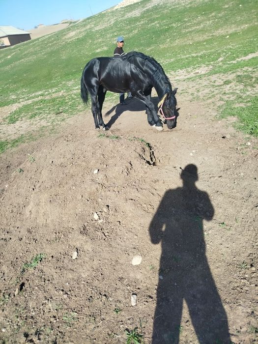 Улокчи отлар сотилади 5-6 ёшли