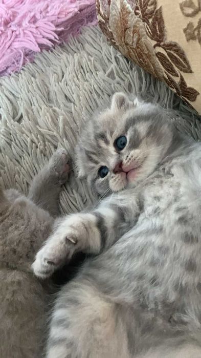Вислоухие Скоттиш-Фолды