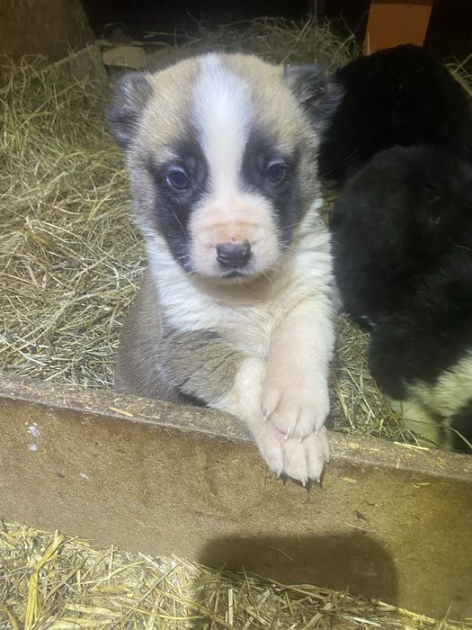 Продам щенка Сао Алабай