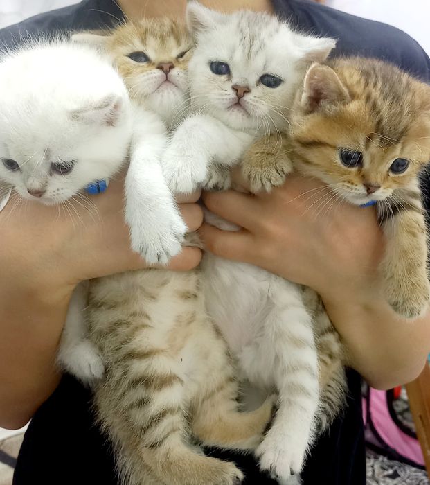 Toza qon mushukchalar sotiladi