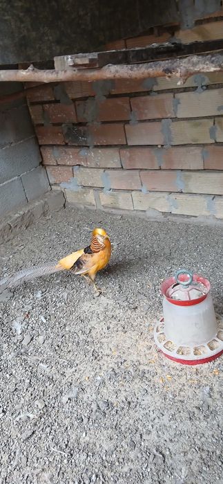 жълто и червено златни