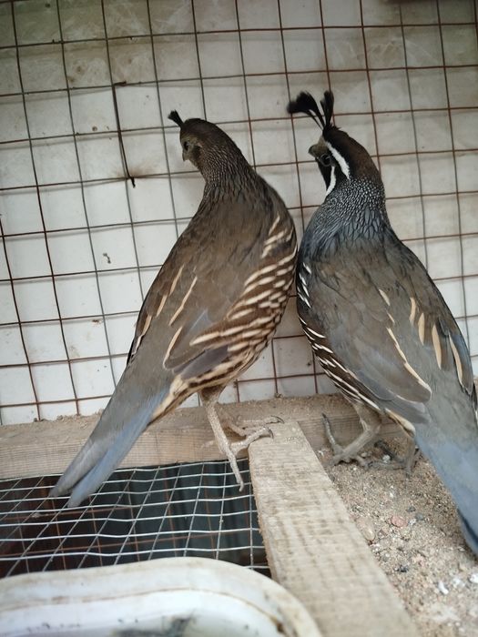 Продам Калифорниских перепелов