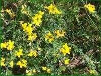 Samanta plante furajere -mixtura graminee perene pasunat si cosit