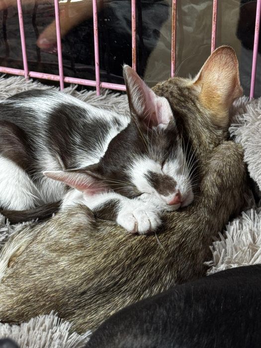 Ориентальные котята