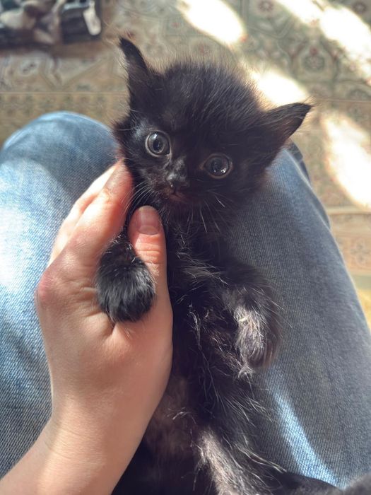 Отдам котят в добрые руки