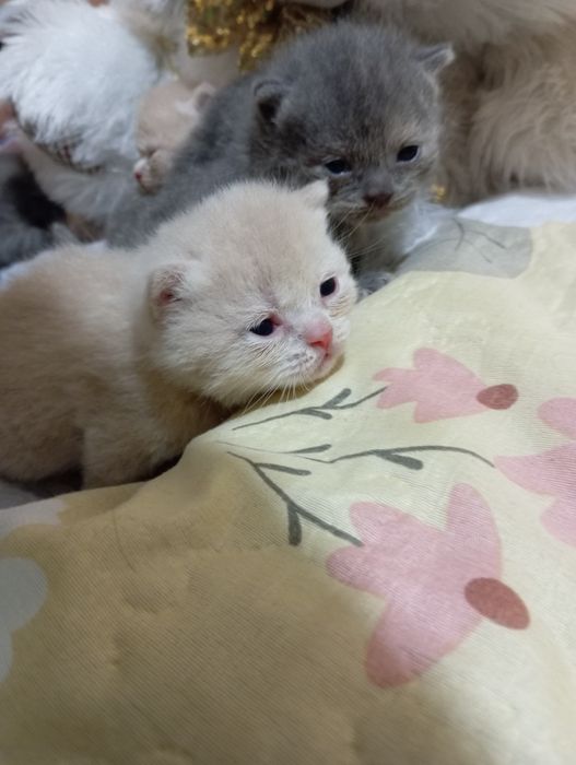 Shotlandiya mushuklar sotiladi