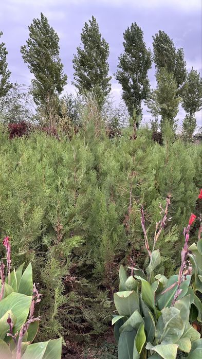 Елка туя кубанская