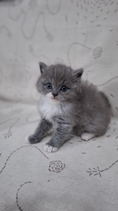 Котенок шотландская голубая
