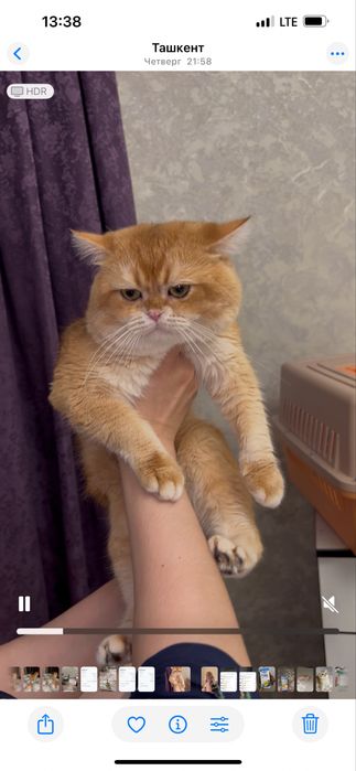 Британец кот на вязку