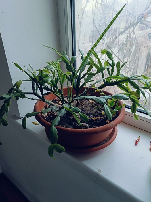 Продам домашние цветы