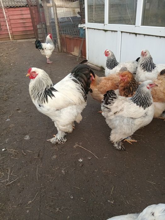 Gaini de rasa Brahma, Herminat deschis, Columbia si negru