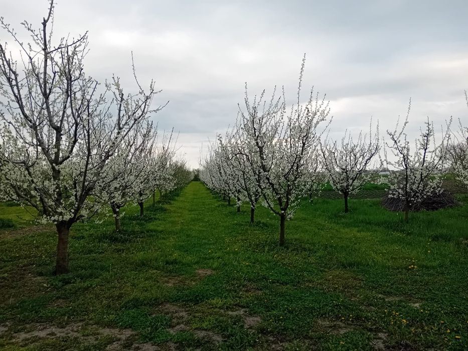 Livada pruni altoiti, anul 5 cultura