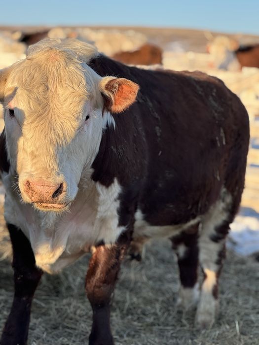 Поодам бычков племменных