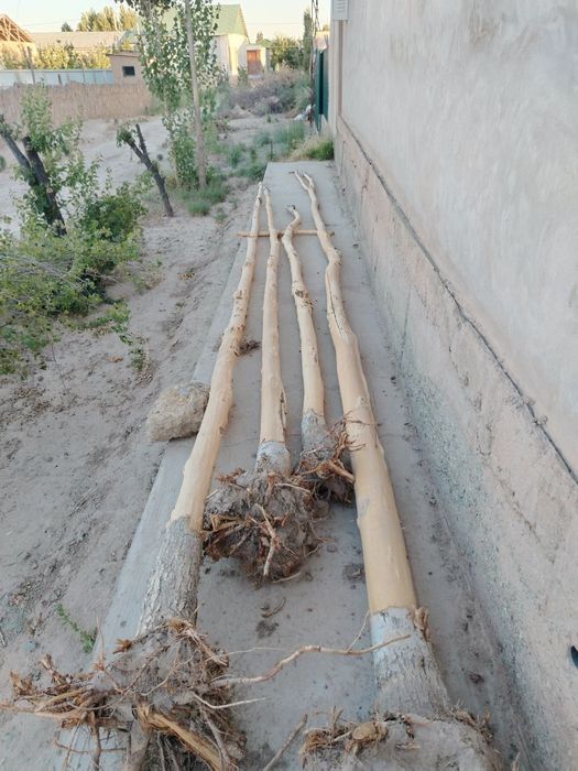 Сатылады алатынлар хаварлассын