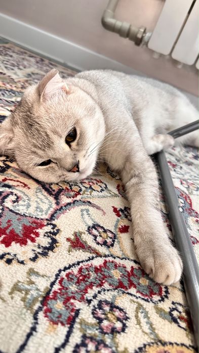 Шотландский вислоухий кот