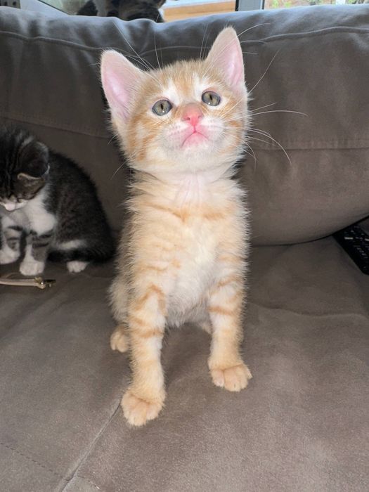 Кошечки пристраивается в добрые руки.