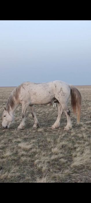 Сатылымда Айғыр 10жасар