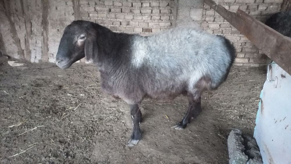 Semiz zoti Solu qo'y овца