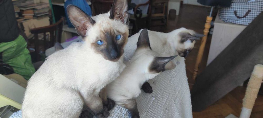 Ориенталски котенца